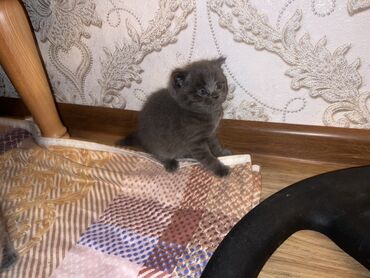 Pişiklər: Britan, Erkək, Dişi, Ünvandan götürmə -da lalafo.az — 1 Pişiklər: Britan, Erkək, Dişi, Ünvandan götürmə — 1