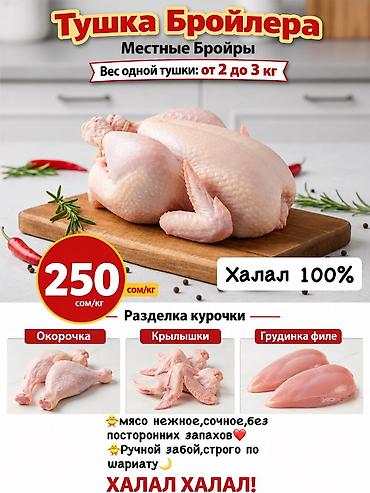 живой форел: 🐥🐥🐥 Халял❗️❗️❗️ Забой только сами делаем,строго по Шариату Куры — 1