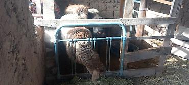 Баран, овца: Продаю | Овца (самка) | Для разведения — 5