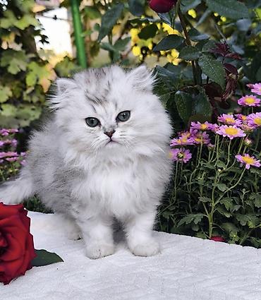шотландская белая кошка: Скотиш Страйт (Шотландская прямоухая), 2 месяца, Мальчик, Серебристая шиншилла — 1