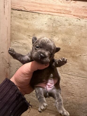 İtlər: Amerikan buldoqu, 1 ay, Peyvəndli, Ödənişli çatdırılma — 5