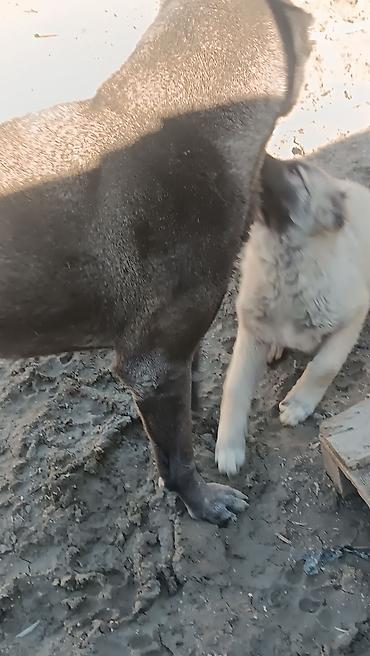 İtlər: Kanqal -da lalafo.az — 3 İtlər: Kanqal — 3