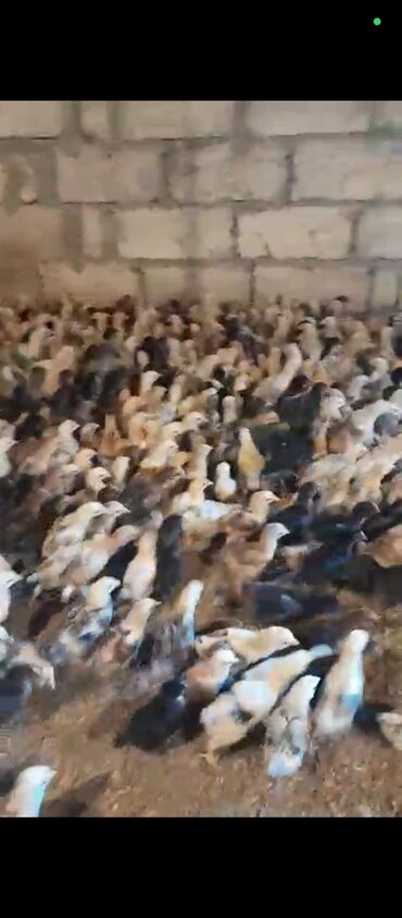 cuceye verilen adlar: Toyuq cücələri, Damazlıq, Ünvandan götürmə, Ödənişli çatdırılma, Rayonlara çatdırılma