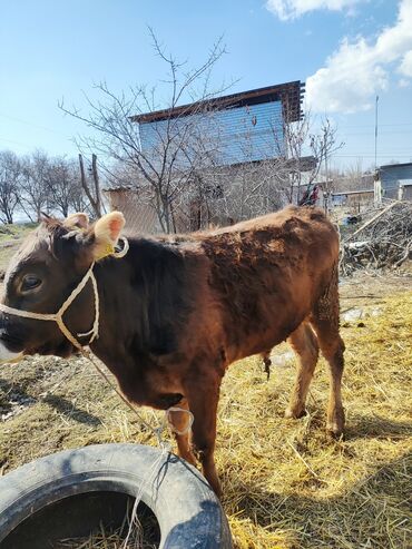 корова на продажу: Сатам | Бука (эркек) | Швиц | Жасалма уруктандырылган