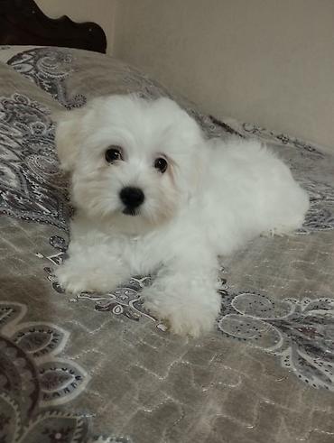 mini maltese: Ünvandan götürmə, Pulsuz çatdırılma, Ödənişli çatdırılma — 6