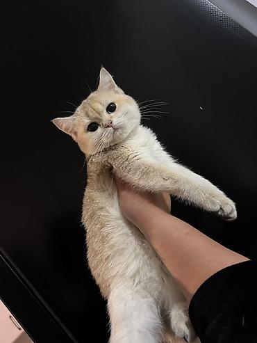 британская кошка цена бишкек: Британский короткошёрстный котёнок, окрас золотой шиншилла (теплый — 2