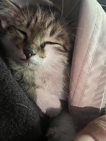 купить кошку: Кошка даром: Беспородная, 1 месяц, Девочка — 1