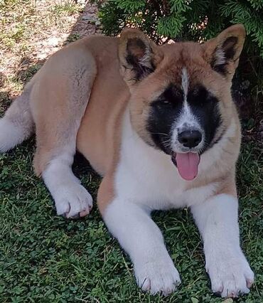 chow chow stene: Američka Akita, žensko štene Ženka rase AMERIČKA AKITA, 3 meseca
