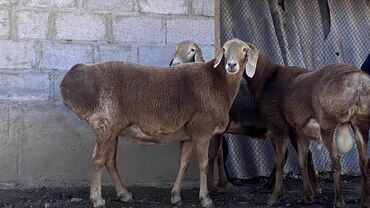 показы 1 354 72 договорная кошка даром британская короткошёрстная 1 год мальчик метис 2 позвонить написать: Сатам | Ургаачы кой (ургаачы) | Арашан | Көбөйтүү үчүн | Ургаачы