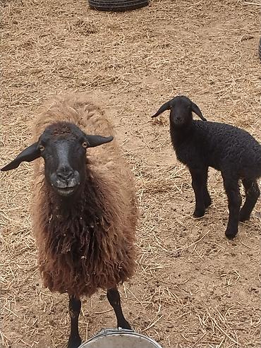 Qoyunlar, qoçlar: Razılaşma yolu ilə çox təcili satılır.balalı balasız fərq etmir — 19