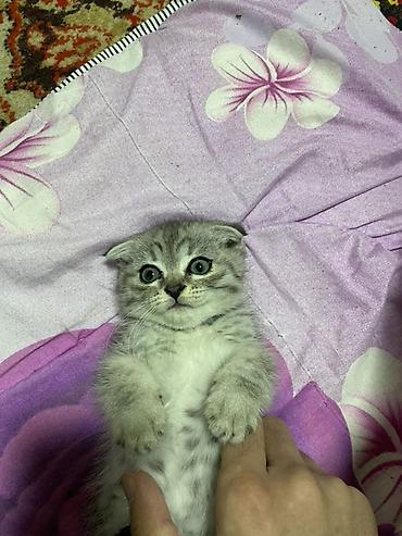 Шотландский вислоухий котёнок - Порода: шотландская вислоухая