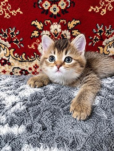 котенок скотиш страйт: Скотиш Страйт (Шотландская прямоухая), 1 месяц, Девочка, Золотая шиншилла, Метис, Приучена к лотку — 4