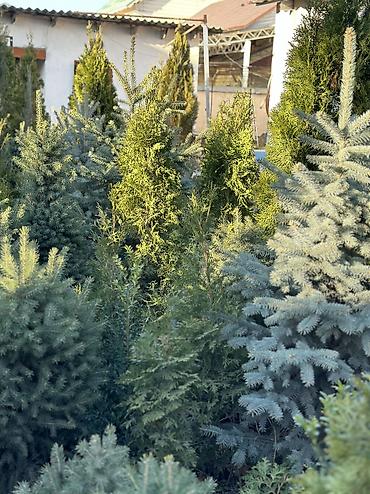 Ель: Продается ёлки(голубые/зеленые/тянь-шаньские ели) -местные at lalafo.kg — 8 Ель: Продается ёлки(голубые/зеленые/тянь-шаньские ели) -местные — 8