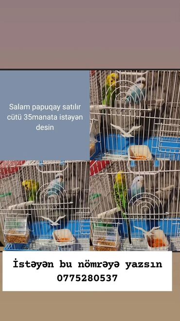той пудель цена в баку: Papuqaylar satılır cütü 35manata istəyən bu nömrəyə yazsın 0775280637