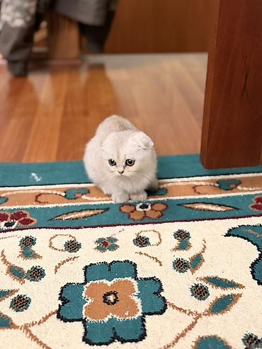 бенгальская кошка цена бишкек: Шотландский котёнок (скоттиш) серебристого окраса. - Порода — 1