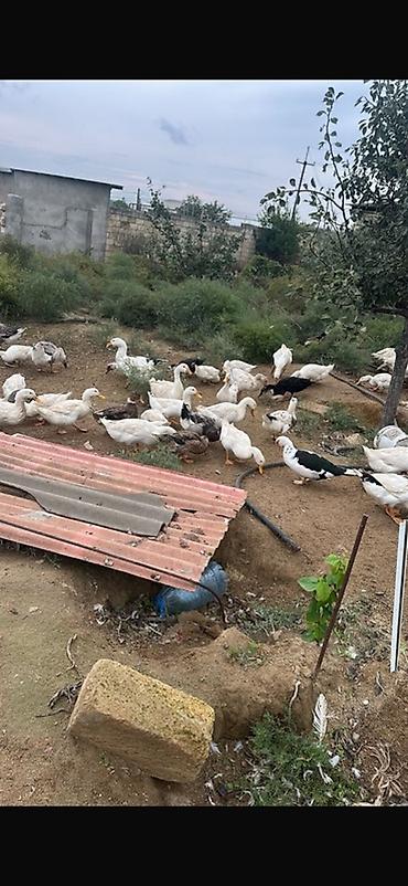 qus yarim tip: Məhsul: Qaz və ördək sürüsü Təsvir: - Ev şəraitində saxlanılan iri — 3