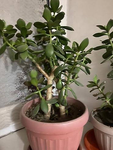 Молочаи: Молочай от 700-1000 с в зависимости от размера — 15