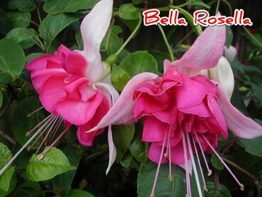 Другие комнатные растения: Продаю Детки!!! (укорененные черенки)сортовых,комнатных фуксий!Цена — 14