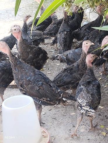 qiz pisik adlari: 34ədəd 3aylıq amerkan bronz sort hinduşkalardır tam sağlamdırlar, kom — 2