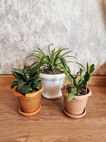 dekorativ bitkilər: Üçü birlikdə qabla bir yerdə satılır. Xlorofitium+ sansevieria +