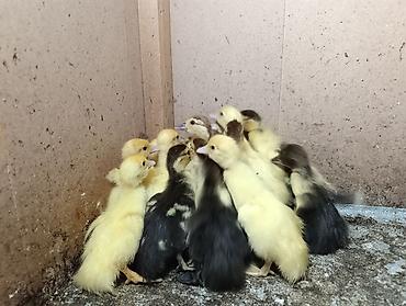 простые птички: Продам 16 индоутят . Кара-балта — 1