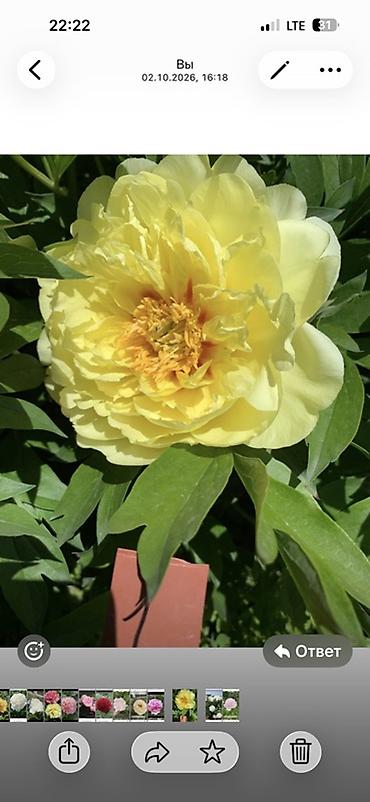 лимит: Пионы садовые — сортовая коллекция - Сара Бернар (Paeonia — 4