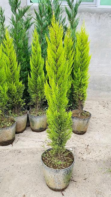 limon şam ağacı: Thuja “Golden Smaragd” (qızılı-yaşıl iynəyarpaq kolu) – qapda - Bitki — 3