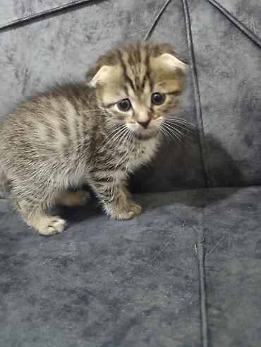 Pişiklər: Şotland — 7