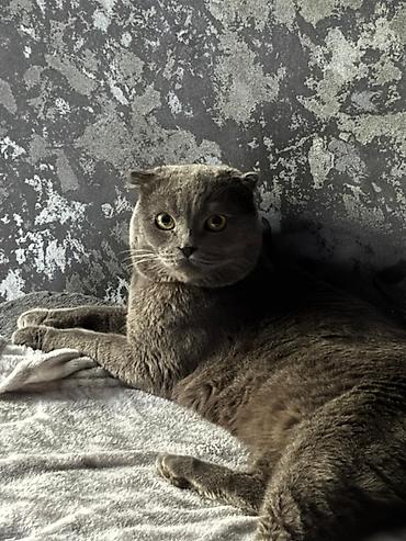 Кошка даром: Скотиш Фолд (Шотландская вислоухая), 5 лет, Мальчик, Приучена к лотку, Проглистована