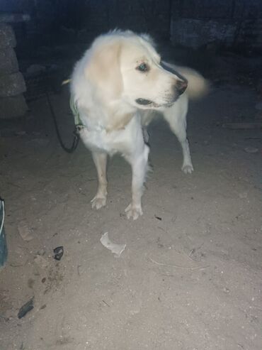 azerbaycanda it adlari disi: Retriever, 1 il, Erkek, Pulsuz çatdırılma