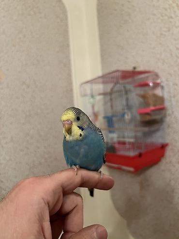 Tutuquşları: 🦜 Xüsusi Danışan Macha – 3 Aylıq Erkək Bala 🦜 Seçilmiş baxım və — 4