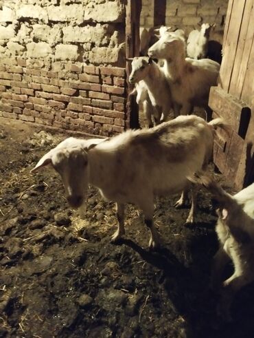 продаю коза: Продаю | Коза (самка), Козёл (самец) | Зааненская | Для молока