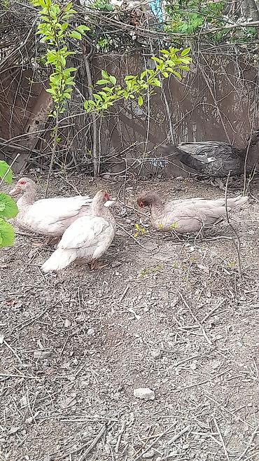heyvanlar quslar: Şəkildəki lal ördəklər satılır 3 erkey 4 dişi Erkeylər 40 azn Dişilər — 8