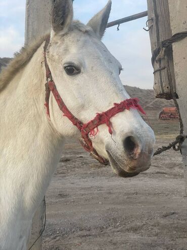 Лошади, кони: Продаю | Кобыла (самка) | На забой — 6