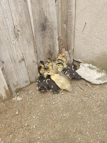 avcarka balasi satilir: 12 günlük ördək balaları 11 ədəd var — 2