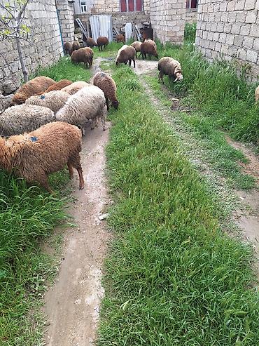 Qoyunlar, qoçlar: Qoyun sürüsü – 20+ baş - Cins: yerli qarışıq (ağ, qəhvəyi və tünd — 9