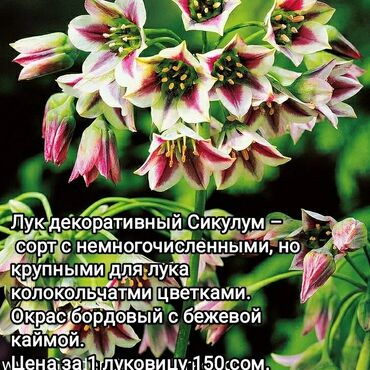 луковица тюльпана купить в Кыргызстан | Куплю дом: Луковицы многолетников в продаже, Аламединский рынок