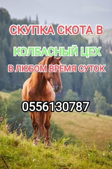 сено продажа: Куплю | Коровы, быки | Круглосуточно, Любое состояние, На забой, на мясо