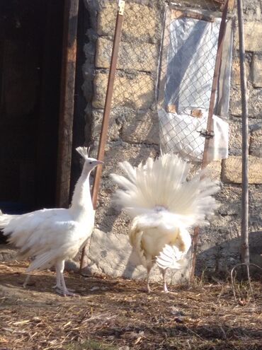 Tovuz quşları: Salam aleykum. Satışda bir cüt ağ tovuzquşu var. 6 ayliqdirlar. cütü — 3