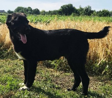 İtlər: Алабай (Alabay) Племенной питомник предлагает щенков среднеазиатской — 22