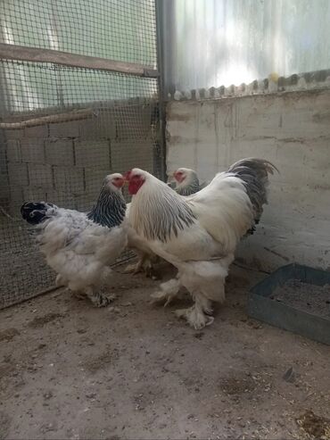 продажа индюшат в бишкеке: Продаю подростков цыплят светлоголубой и мраморной брамы гигант