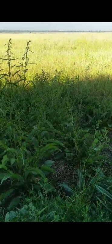 Torpaq sahələrinin satışı: 5000 sot, Kənd təsərrüfatı, Mülkiyyətçi, Kupça (Çıxarış) — 6