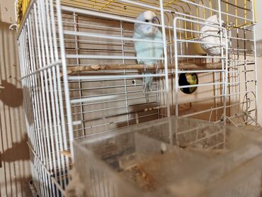 Qəfəslər: Bina evinə köçməyimlə bağlı olaraq papuqay ferması satılır. Cavan — 9