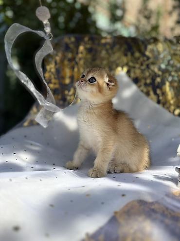 кошка майкун: Шотландский вислоухий котёнок, окрас золотая шиншилла (golden — 2
