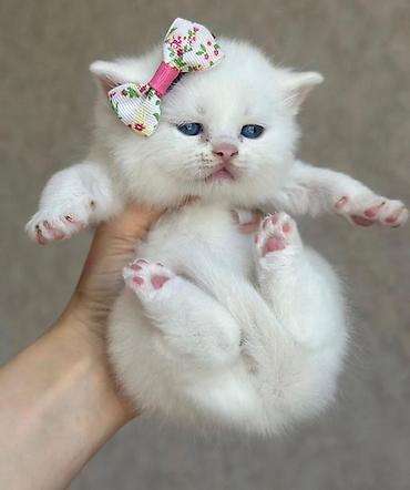 Pişiklər: Britan — 3