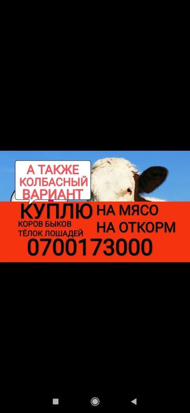 play doh купить в бишкеке в Кыргызстан | Автозапчасти: Куплю | Коровы, быки, Лошади, кони, Другие с/х животные | Круглосуточно, Любое состояние, Забитый