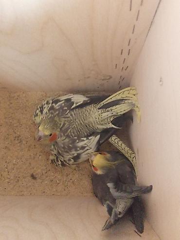 Зоотовары: Məhsul: Nimfa (Cockatiel) tutuquşuları və qəfəs dəsti Təsvir: - 2 — 3