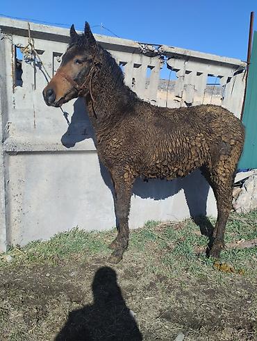 Лошади, кони: Продаю | Жеребенок | Рабочий | Племенные — 10