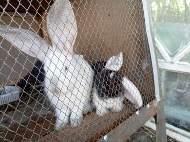 кролики мясо: Продаю | Крольчиха (самка), Кролик самец, Крольчата | На забой, Для разведения | Племенные