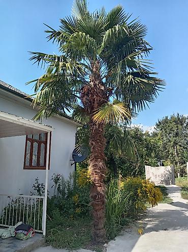 meyve ağaclarının satışı: Əlbəttə, dostum. Belə yaza bilərsən: 🌴 İri dekorativ palma ağacı — 1